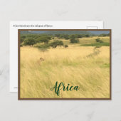 アフリカのアフリカのライオン ポストカード (正面/裏面)