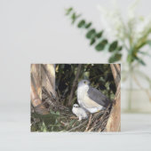 アフリカのオオタカ ポストカード (スタンド正面)