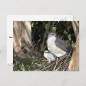 アフリカのオオタカ ポストカード (正面/裏面)