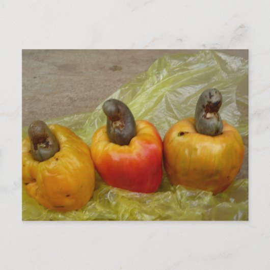 アフリカのカシューナッツのフルーツポストカード ポストカード (正面)