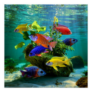 アフリカのカチフタのクチフタ水族館芸術 ポスター