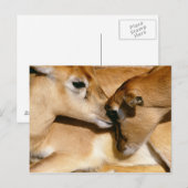 アフリカのカモシカと子鹿 ポストカード (正面/裏面)