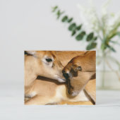 アフリカのカモシカと子鹿 ポストカード (スタンド正面)