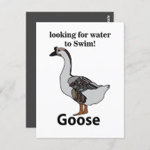 アフリカのガチョウを泳ぐために水を探しているガチョウ