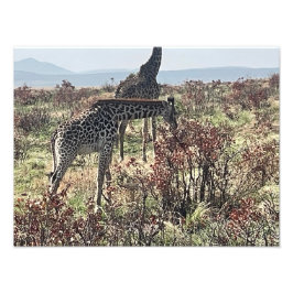 アフリカのキリン 写真プリント - ナチュリーズフィースト フォトプリント