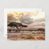 アフリカのサバンナのアカシア ポストカード (正面/裏面)
