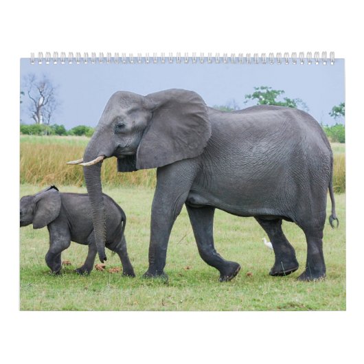 アフリカのサファリのカレンダー カレンダー (カバー)