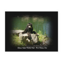 アフリカのサファリワイルドライフオハイオ葉書