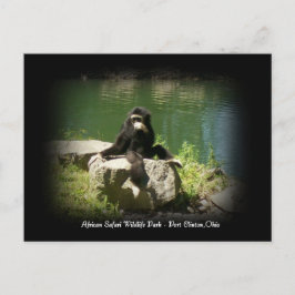 アフリカのサファリワイルドライフオハイオ葉書 ポストカード