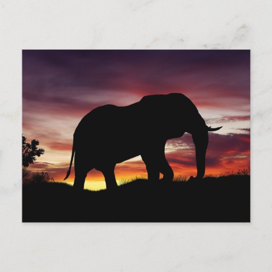 アフリカのサファリ夕焼け風景 ゾウ ポストカード (正面)
