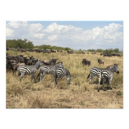 アフリカのシマウマの写真プリント フォトプリント