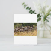 アフリカのシマウマ かっこいいグッズ ポストカード (スタンド正面)