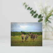 アフリカのシマウマ ポストカード (スタンド正面)
