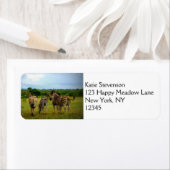 アフリカのシマウマ ラベル (インサイチュ)