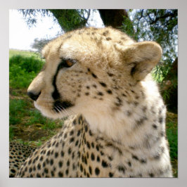 アフリカのジャングルサファリワイルドキャッツチーター ポスター