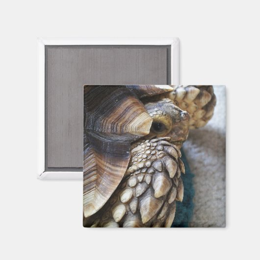 アフリカのスポルレッド、スルカタの亀の脚、シェル、顔 マグネット (正面/裏面)