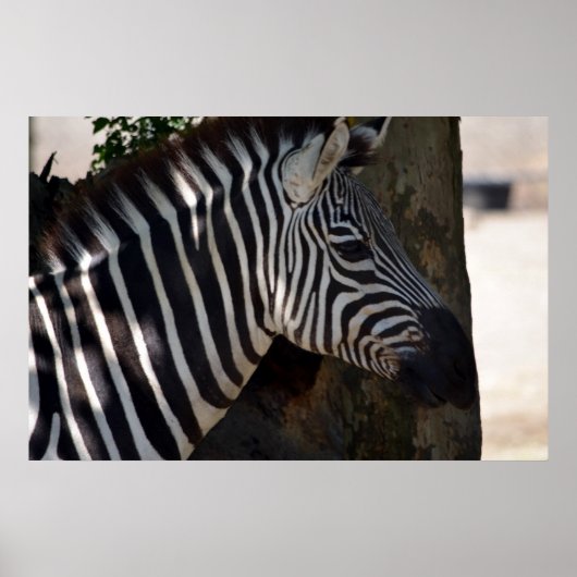 アフリカのゼブラ ポスター (正面)