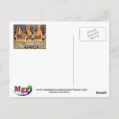 アフリカのゼブラ – (Mojisola Onifade) ポストカード (裏面)