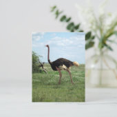 アフリカのダチョウ野生生物 ポストカード (スタンド正面)