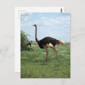 アフリカのダチョウ野生生物 ポストカード (正面/裏面)
