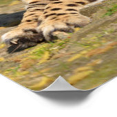 アフリカのチーターが地面に横たわっている ポスター (角)