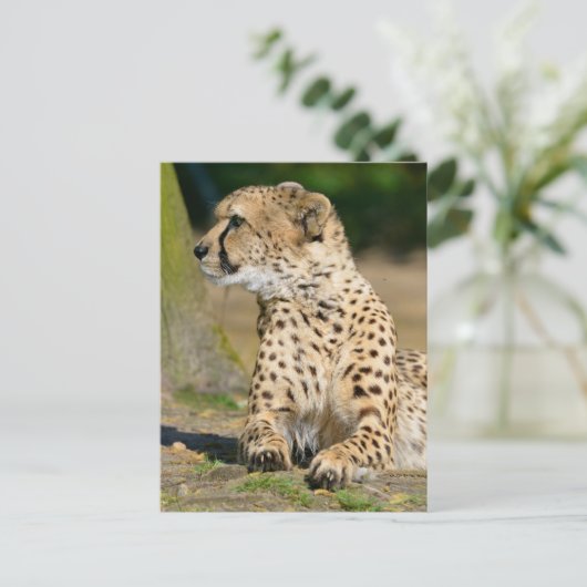 アフリカのチーターが地面に横たわっている ポストカード (スタンド正面)
