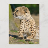 アフリカのチーターが地面に横たわっている ポストカード (正面)