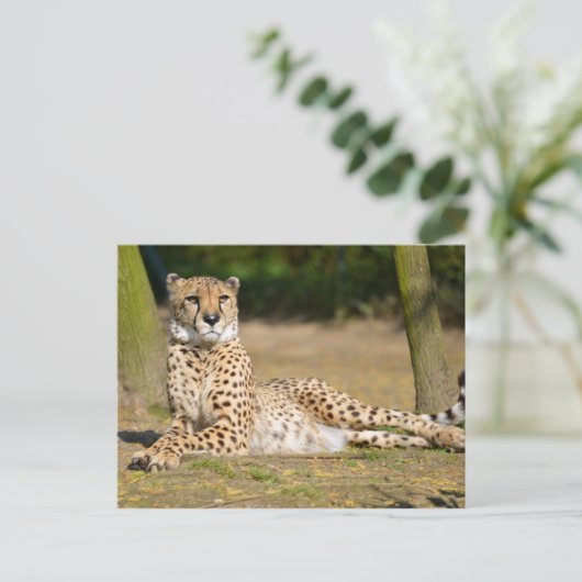アフリカのチーターが地面に横たわっている ポストカード (スタンド正面)