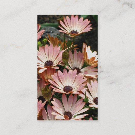 アフリカのデイジーの花の写真撮影名刺 名刺 (裏面)
