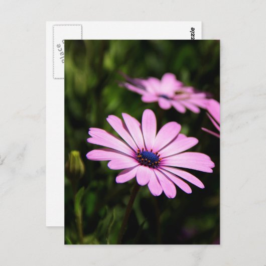 アフリカのデイジー ポストカード (正面/裏面)