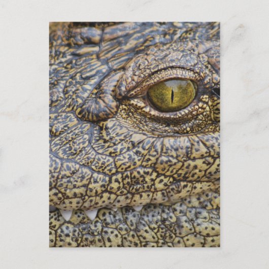 アフリカのニイルワニ ポストカード (正面)