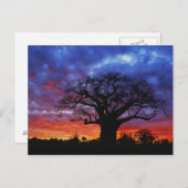 アフリカのバオバブの木,アダンソニアのジギタタ, 2 ポストカード (正面/裏面)