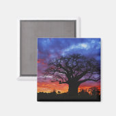 アフリカのバオバブの木,アダンソニアのジギタタ, 2 マグネット (正面/裏面)