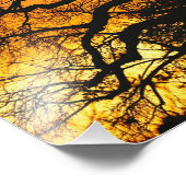 アフリカのバオバブの木、アダンソニア・ジギタタ フォトプリント (角)