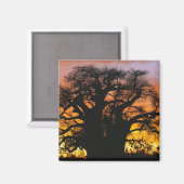 アフリカのバオバブの木、アダンソニア・ジギタタ マグネット (正面/裏面)