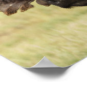 アフリカのバッファロー、シンセラス・カファー、中に立つ ポスター (角)