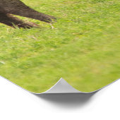 アフリカのバッファロー ポスター (角)