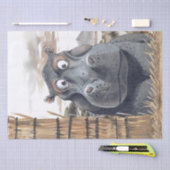 アフリカのヒッポ風刺画の覗き見サファリ漫画 薄葉紙 (クラフト)