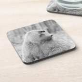 アフリカのヒヒ コースター (左側)