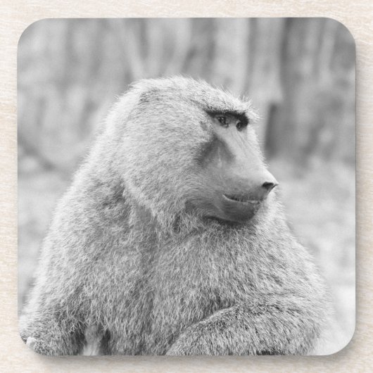 アフリカのヒヒ コースター (正面)