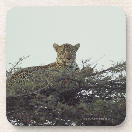 アフリカのヒョウ コースター (正面)
