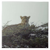 アフリカのヒョウ タイル (正面)