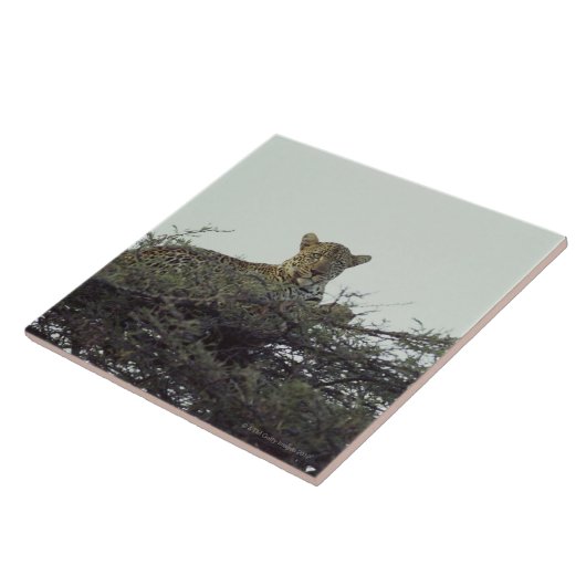 アフリカのヒョウ タイル (側面)