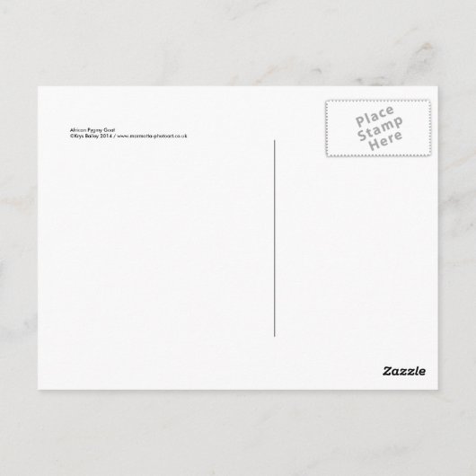 アフリカのピグミーゴートのポストカード ポストカード (裏面)