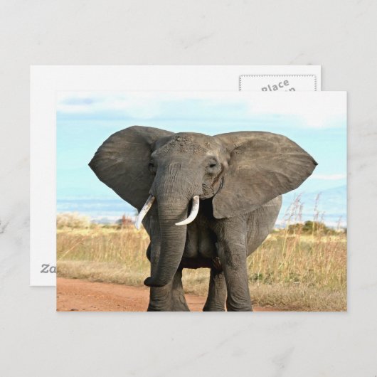 アフリカのブッシュゾウ成功への行進ゴール ポストカード (正面/裏面)
