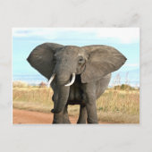 アフリカのブッシュゾウ成功への行進ゴール ポストカード (正面)