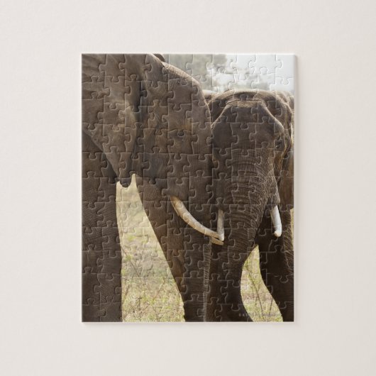 アフリカのブッシュゾウ2頭(Loxodonta Africana) ジグソーパズル (縦)