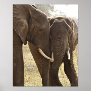 アフリカのブッシュゾウ2頭(Loxodonta Africana) ポスター