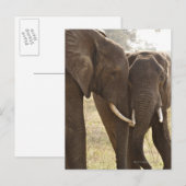 アフリカのブッシュゾウ2頭(Loxodonta Africana) ポストカード (正面/裏面)