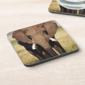 アフリカのブッシュゾウ コースター (左側)